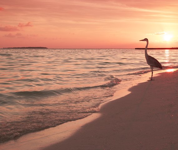 MAKUNUDU ISLAND | Atollo di Male Nord