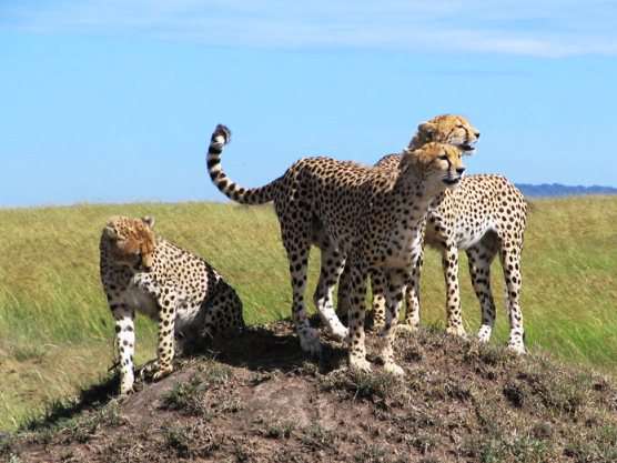 Offerta a solo 1556 per Viaggi in Tour Viaggi Last Minute in Tour a solo 1556