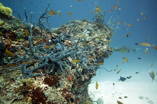 Atollo di Ari Nord: immersioni a Gangehi