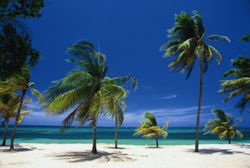 guardalavaca2
