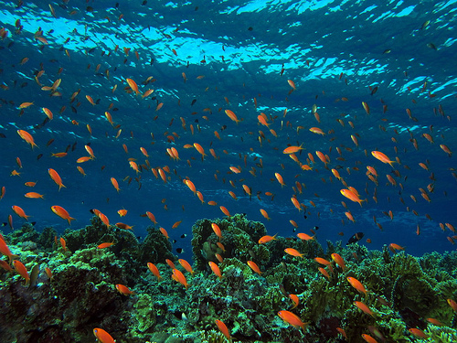 Mar Rosso: i reef di Berenice
