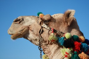 Offerta viaggio a Marsa Alam, Mar Rosso