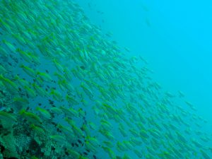 Phi Phi Island: snorkeling e immersioni in Thailandia