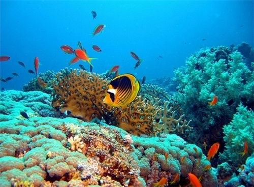 Sharm Sharm