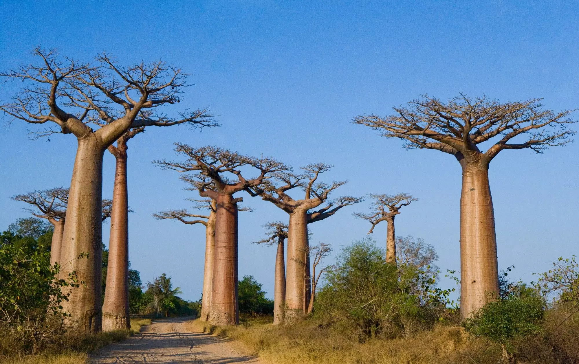 Mini Tour Del Madagascar