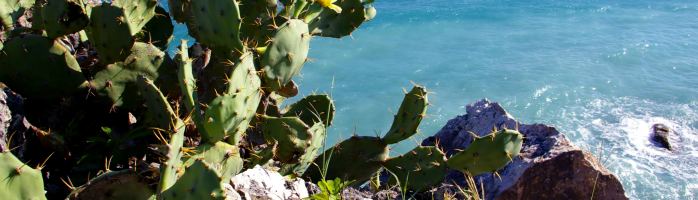 mediterraneo